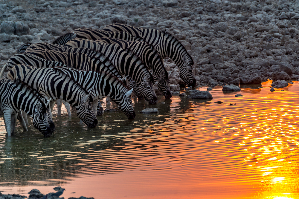 Las Reservas Naturales M S Bellas De Frica Bioguia