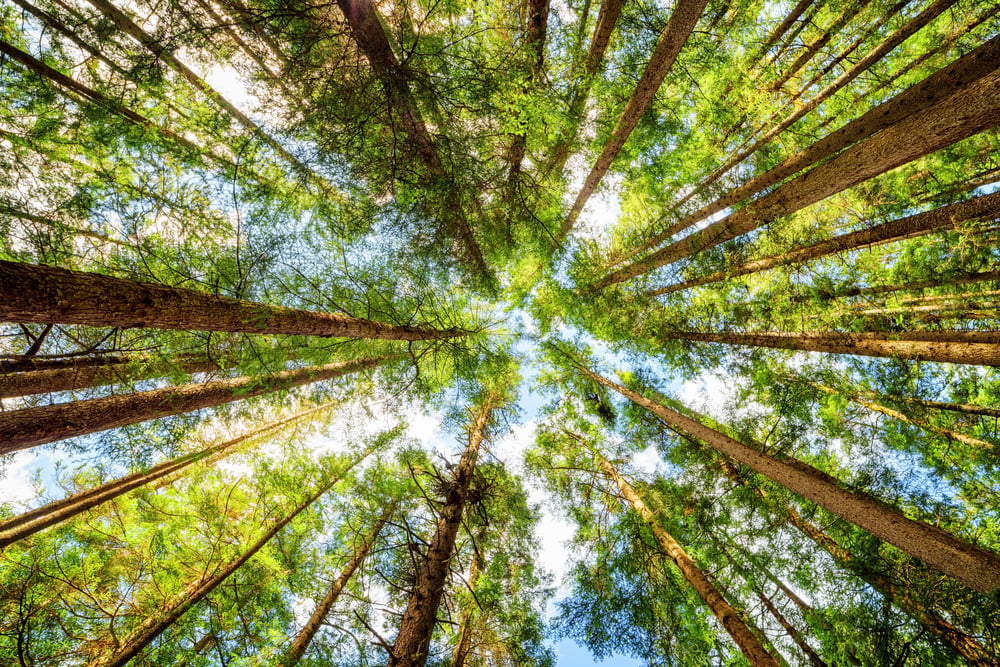 La Importancia De Los Bosques Para La Vida En La Tierra Bioguia