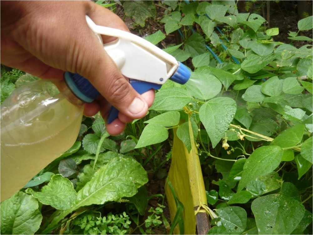 Cómo hacer un repelente insecticida y fungicida casero