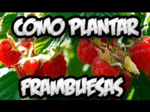 Como Plantar Frambuesas En Casa