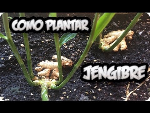 Como Cultivar Jengibre En Maceta Bioguia