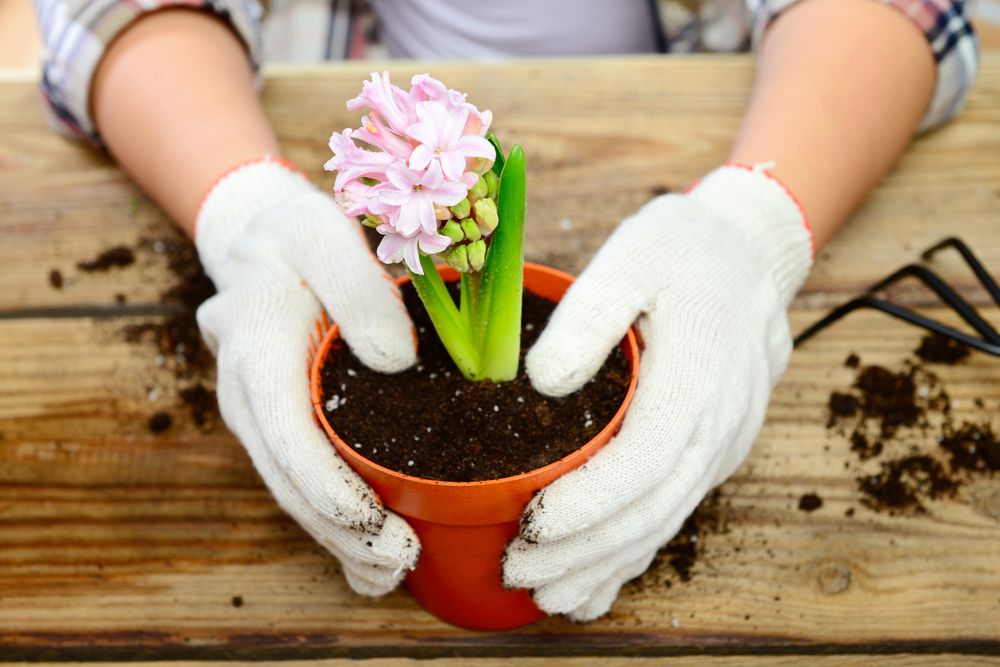 5 ideas prácticas para embellecer tu jardín Bioguia