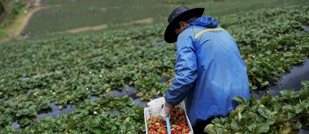 Alrededor del 5,6% de las fresas incluidas en la muestra en 2015 y 2016 tenían niveles de residuos de plaguicidas considerados ilegales Alrededor del 5,6% de las fresas incluidas en la muestra en 2015 y 2016 tenían niveles de residuos de plaguicidas considerados ilegales