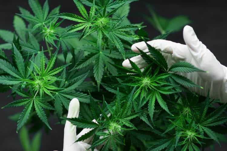 manos guantes cannabis manos guantes cannabis