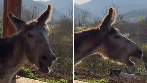 Video viral burro