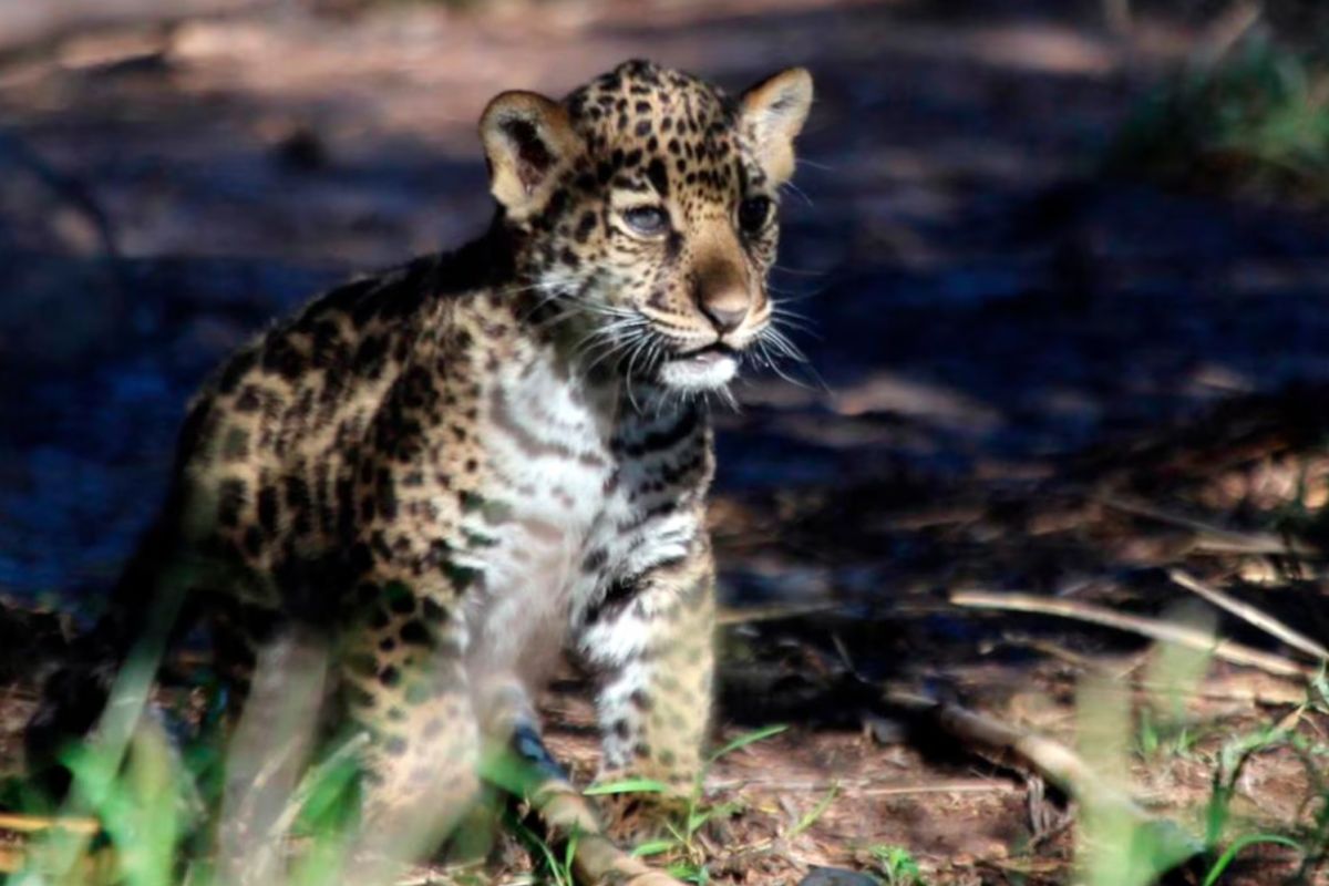 Imagen: ecoosfera.com