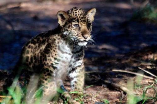 jaguar Imagen: ecoosfera.com