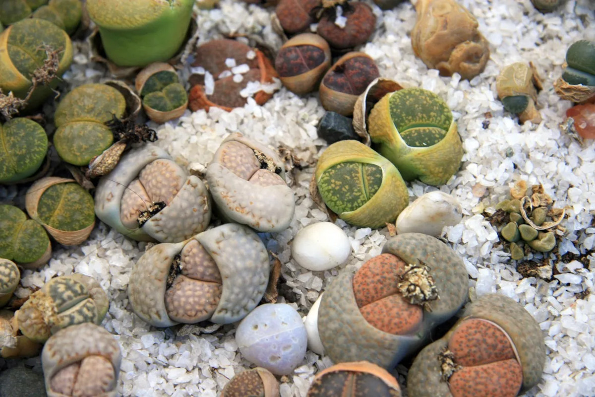 lithops