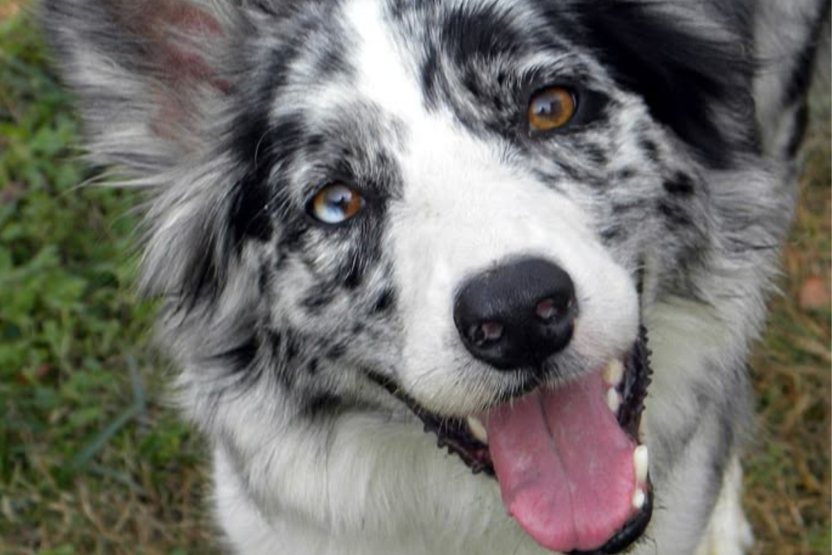 perro merle El patrón merlé es común en razas como el border collie blue merlé, el bulldog francés merlé o el chihuahua merlé. (Foto: Pinterest)