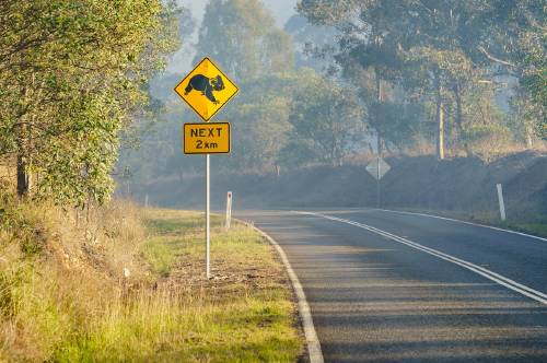 koalas incendio australia