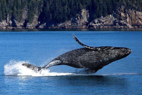¿Cuáles son los 10 animales que corren más peligro de extinción?