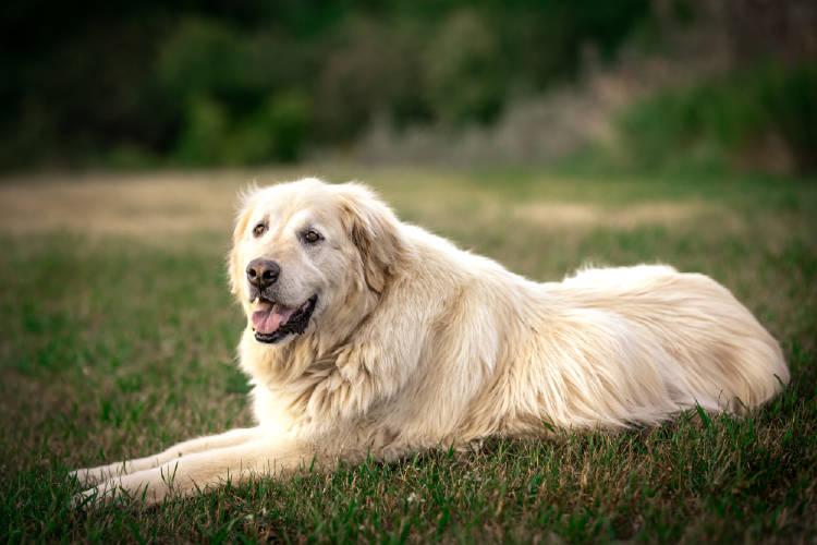 perro perros labrador retriever