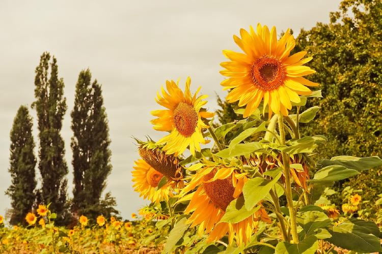 Jardín botánico