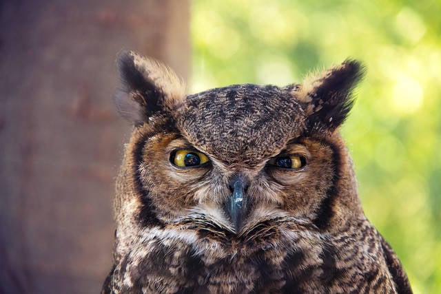 buho escondido en el arbol Encuentra al buho escondido en el arbol