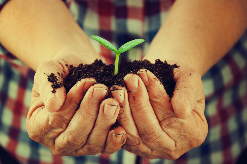 planta creciendo planta creciendo