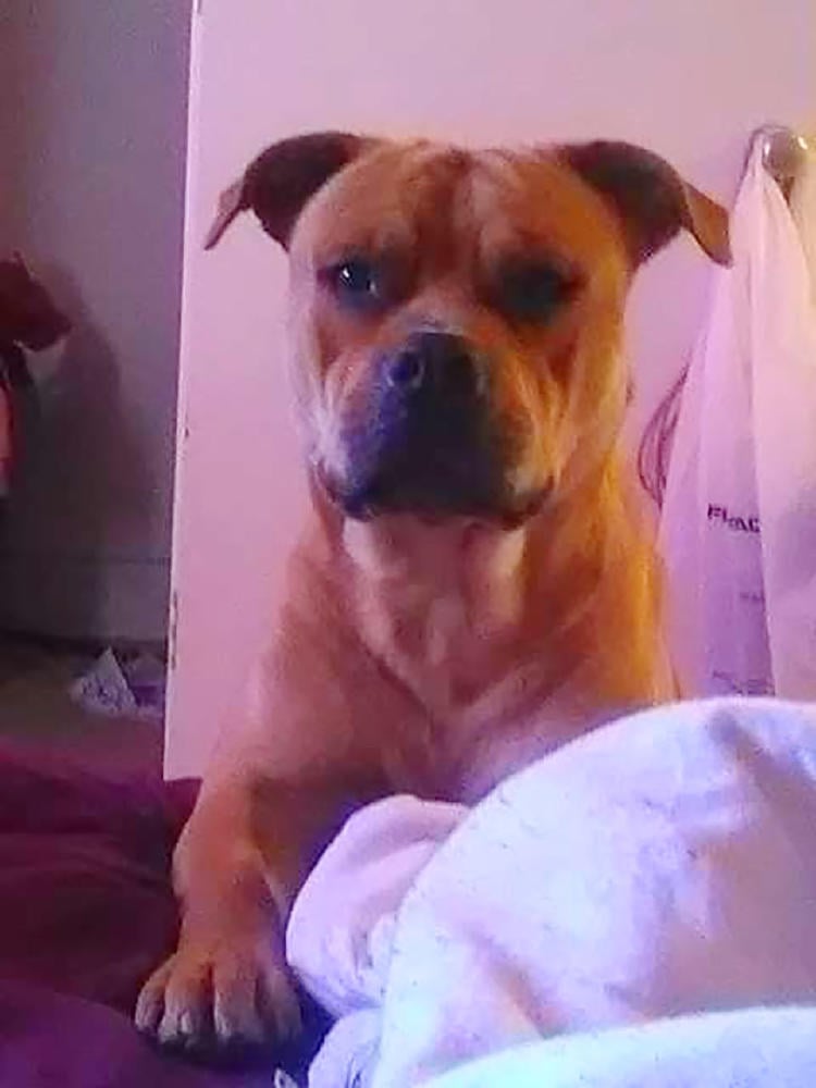 Mujer encuentra al perro que perdio hace 2 anos Mujer encuentra al perro que perdio hace 2 anos