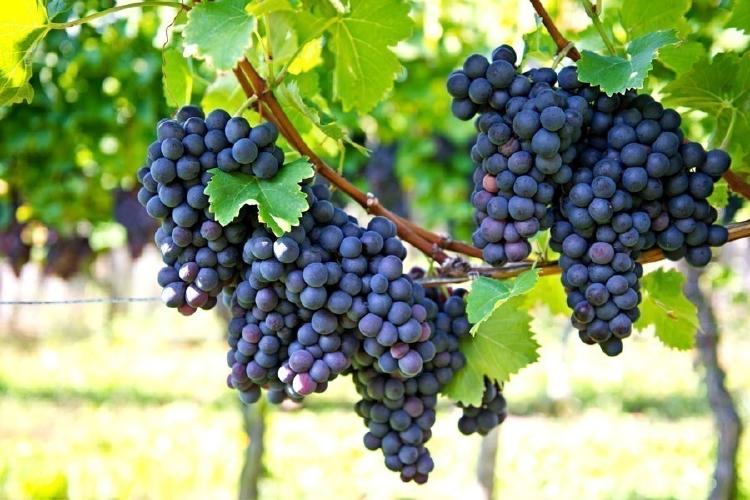 uvas uvas
