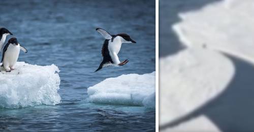 asi es como este pinguino se salvo