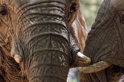 elefantas Tras 30 años de cautiverio: la elefanta Pupy dejó el Ecoparque y viaja a Brasil.