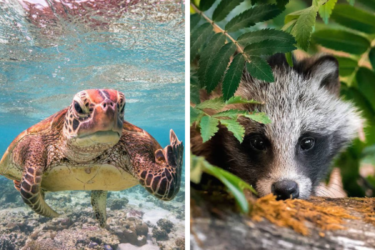 vida silvestre Imagen: Pinterest