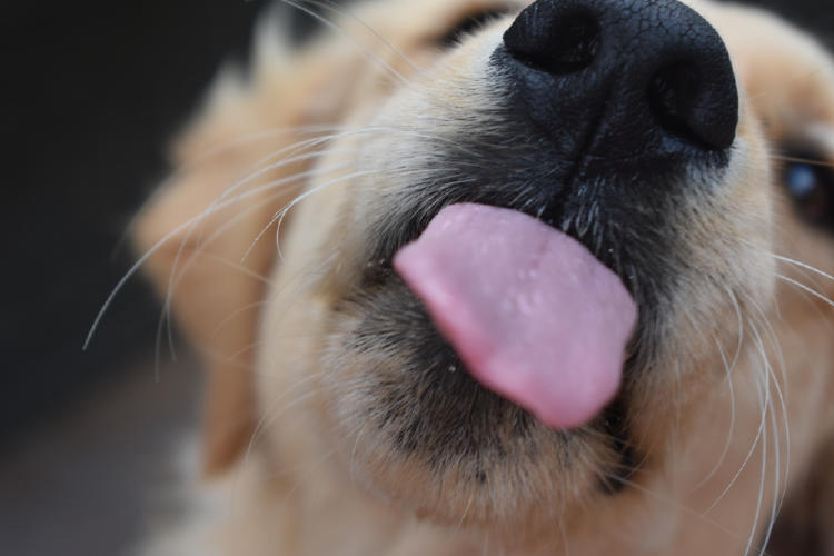 perro lengua