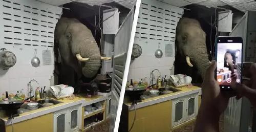 Elefante_Tailandia Elefante_Tailandia