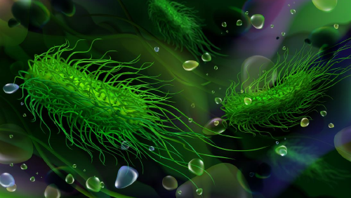 Bacteria salmonera Bacteria salmonera