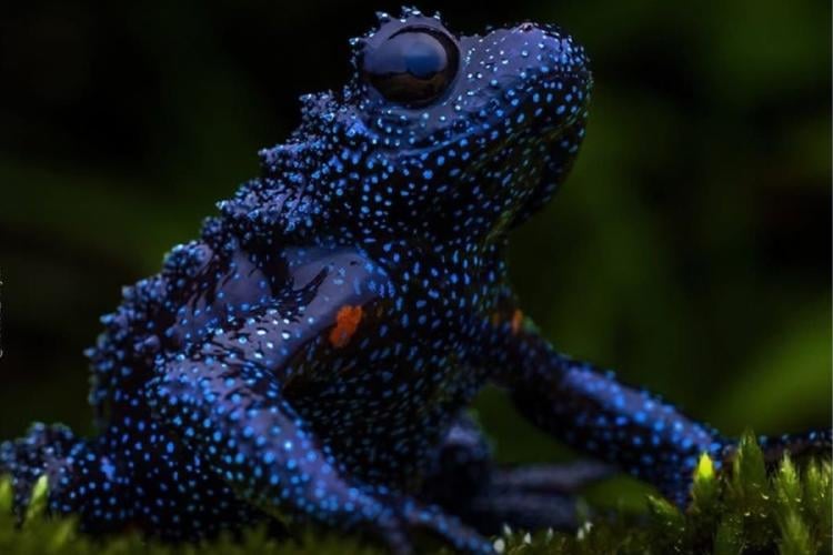 rana galactica Imagen: upsomedia