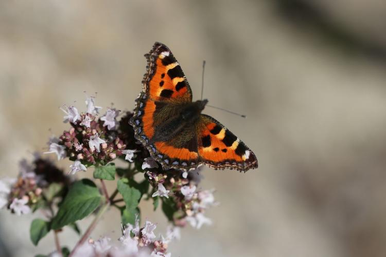 elisa C5wmpb4l BE unsplash elisa C5wmpb4l BE unsplash