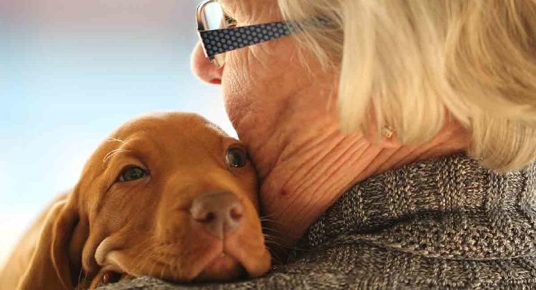 perro ideal para adultos mayores perro ideal para adultos mayores