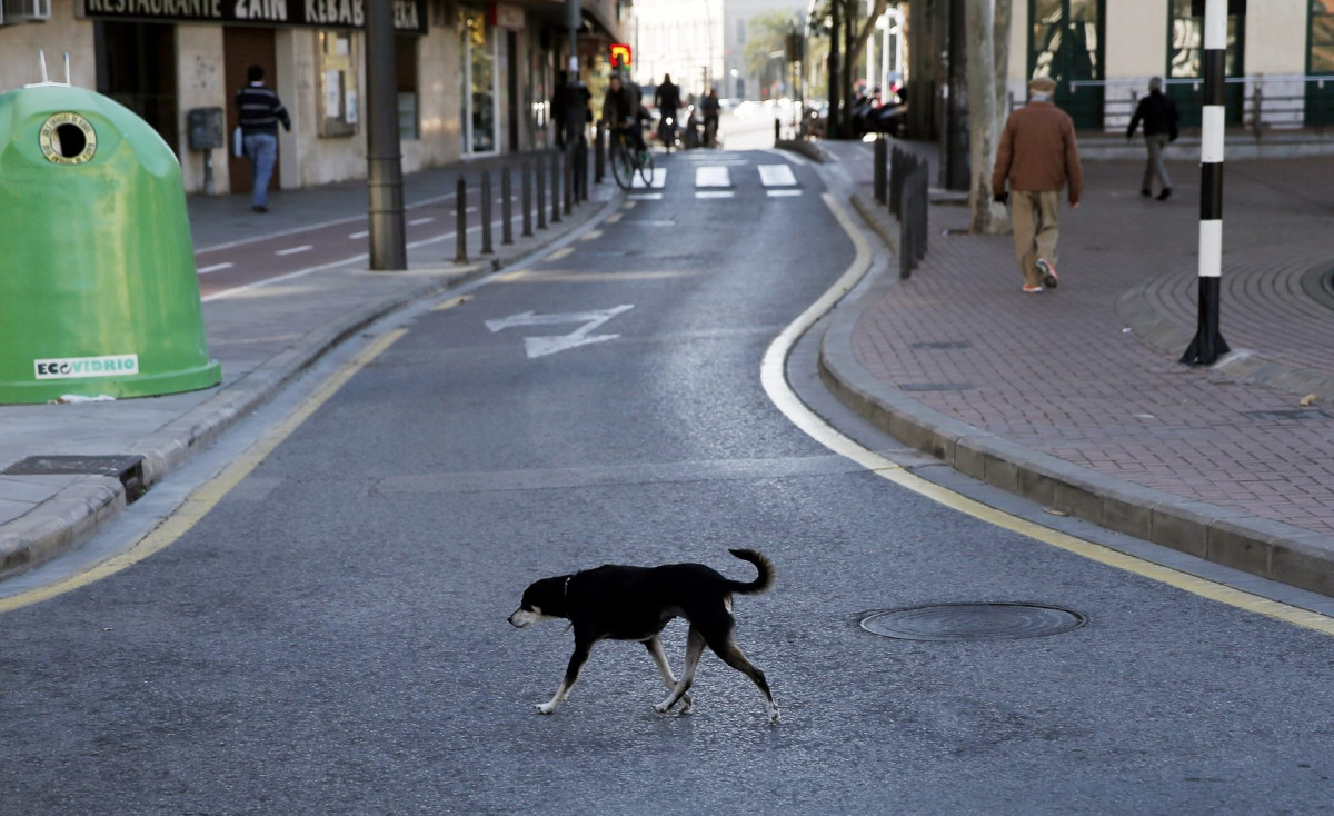 abandono mascotas3