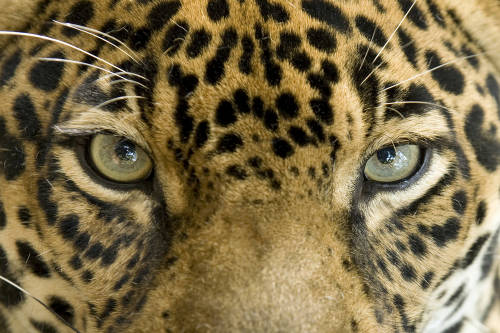 Denuncian la explotación de jaguares en Cancún