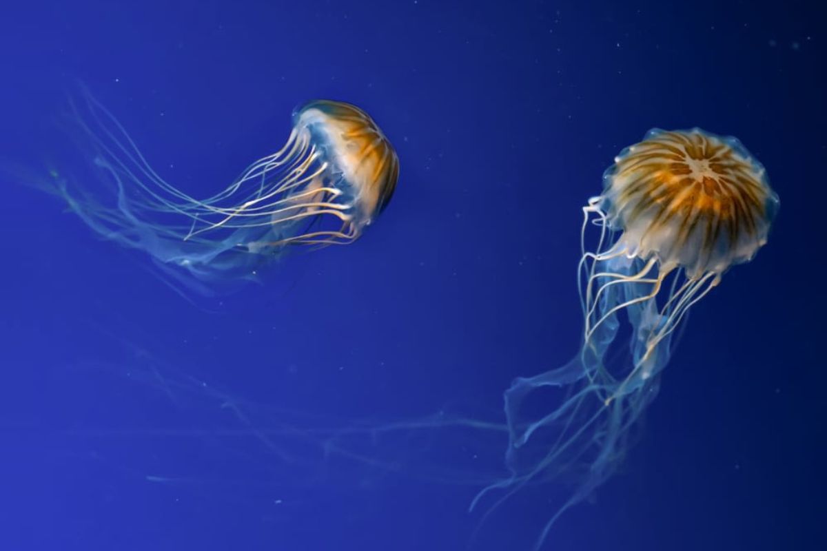 Dos medusas Chrysaora melanaster brillando en el agua. (Fuente representativa de la imagen: Getty Images | Zlyka2008)