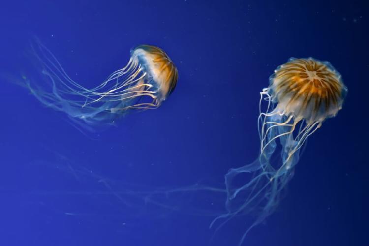 medusas Dos medusas Chrysaora melanaster brillando en el agua. (Fuente representativa de la imagen: Getty Images | Zlyka2008)