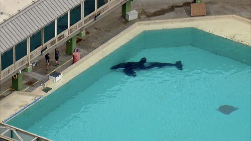 orca seaworld orca seaworld