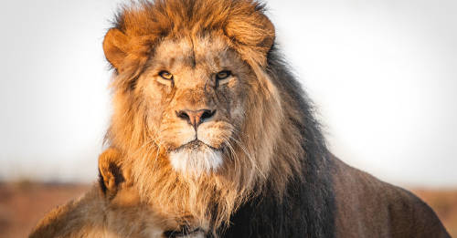 leon recibe tratamiento contra cancer sudafrica