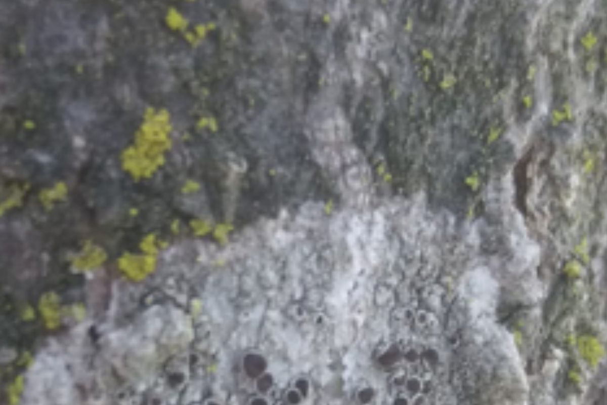 liquen