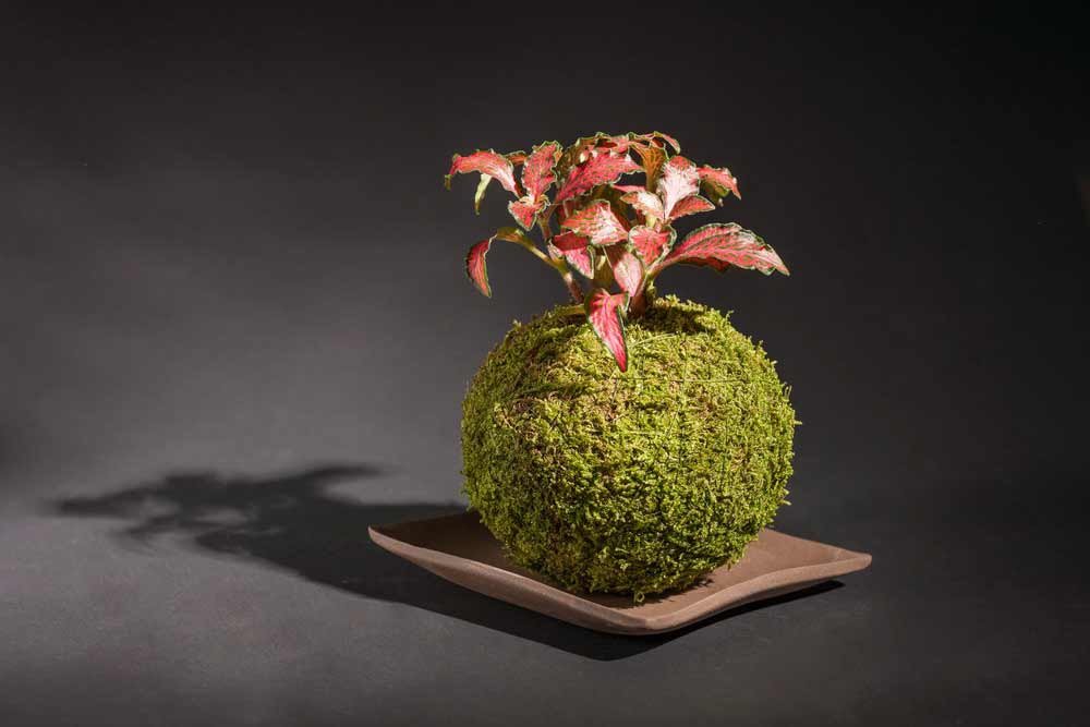 kokedamas-como-hacer-(4) kokedamas-como-hacer-(4)