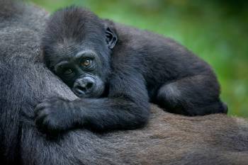 foto viral gorilas
