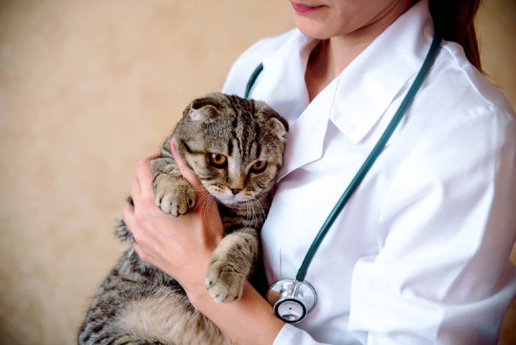 gato veterinario