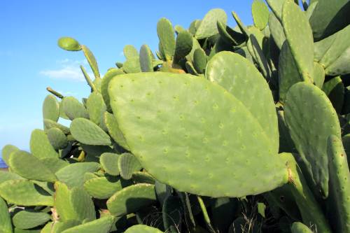 nopal