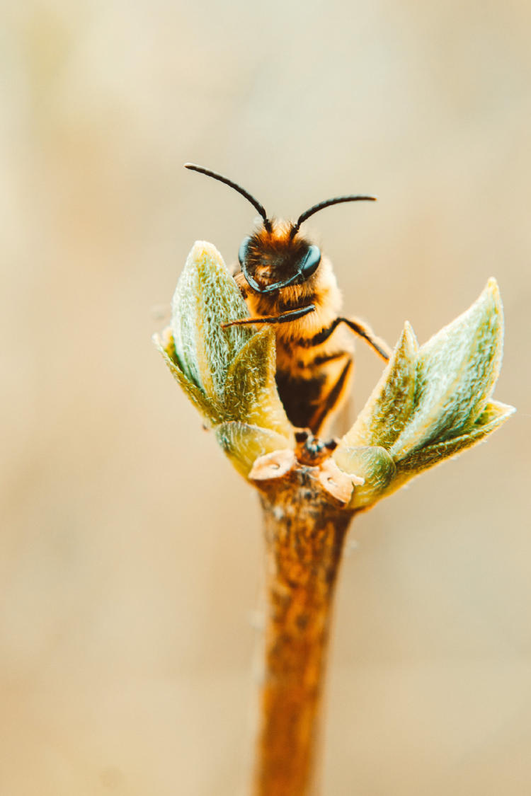 abejas pexels lisa fotios 2047420