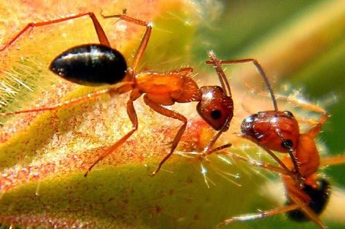 insecto Imagen: www.xataka.com