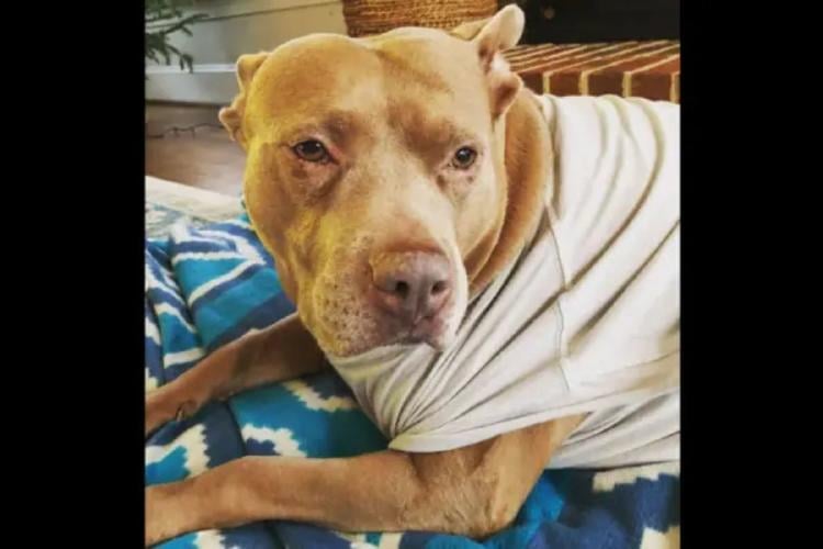 Perra de refugio Pitbull rescatada, Rosie, en su nuevo hogar. Imagen de @rosie the red nose pit a través de Instagram.