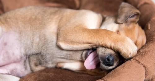 Esta es la razón por la que los perros fingen estar muertos Esta es la razón por la que los perros fingen estar muertos