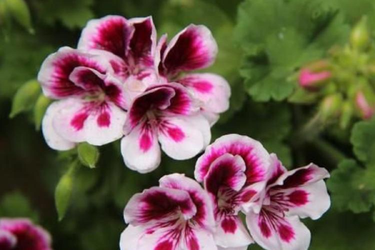 geranios Geranios: tesoros multicolores de la naturaleza, perfectos para embellecer cualquier espacio (Foto: Pinterest)