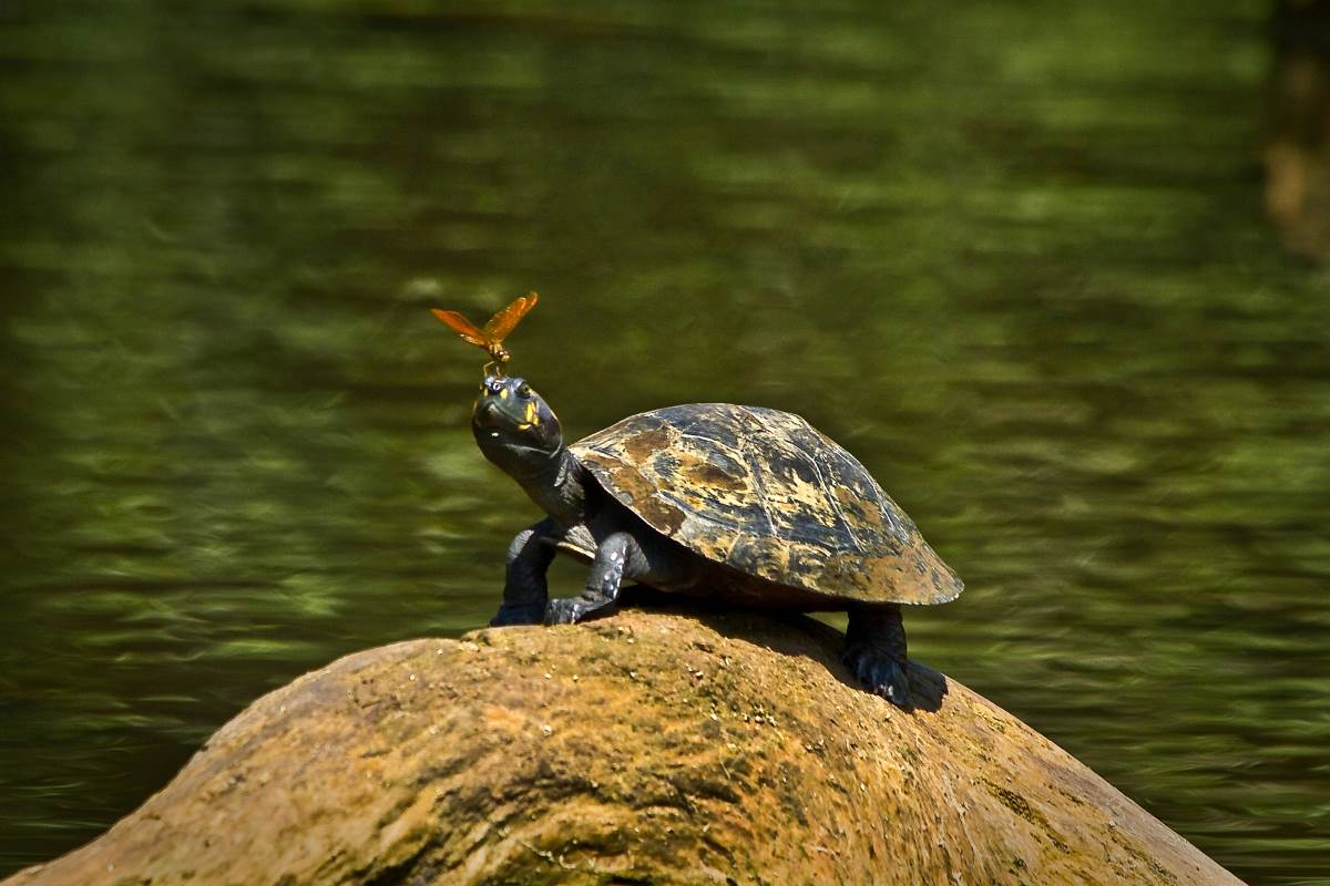 Biodiversidad tortuga amazonica