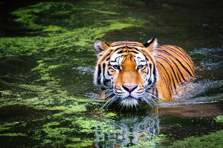 tigre China autoriza el uso de productos provenientes de tigre y rinoceronte