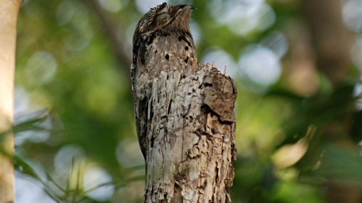 Potoo, un pájaro de Sudamérica experto en camuflaje.