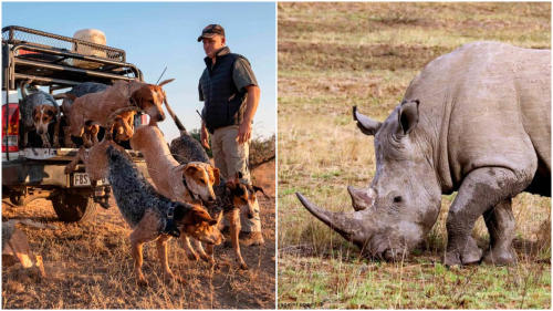 rinocerontes rinocerontes